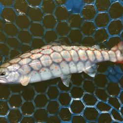 久しぶりにフライも　～岡崎トラウトポンド～